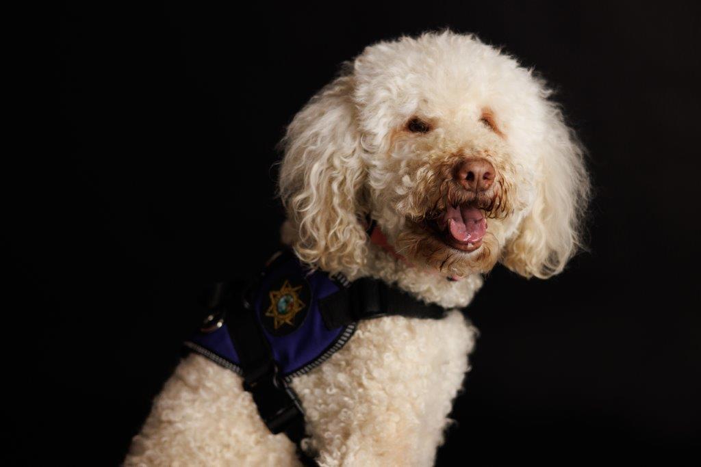 Aloha Animal Hall of Fame