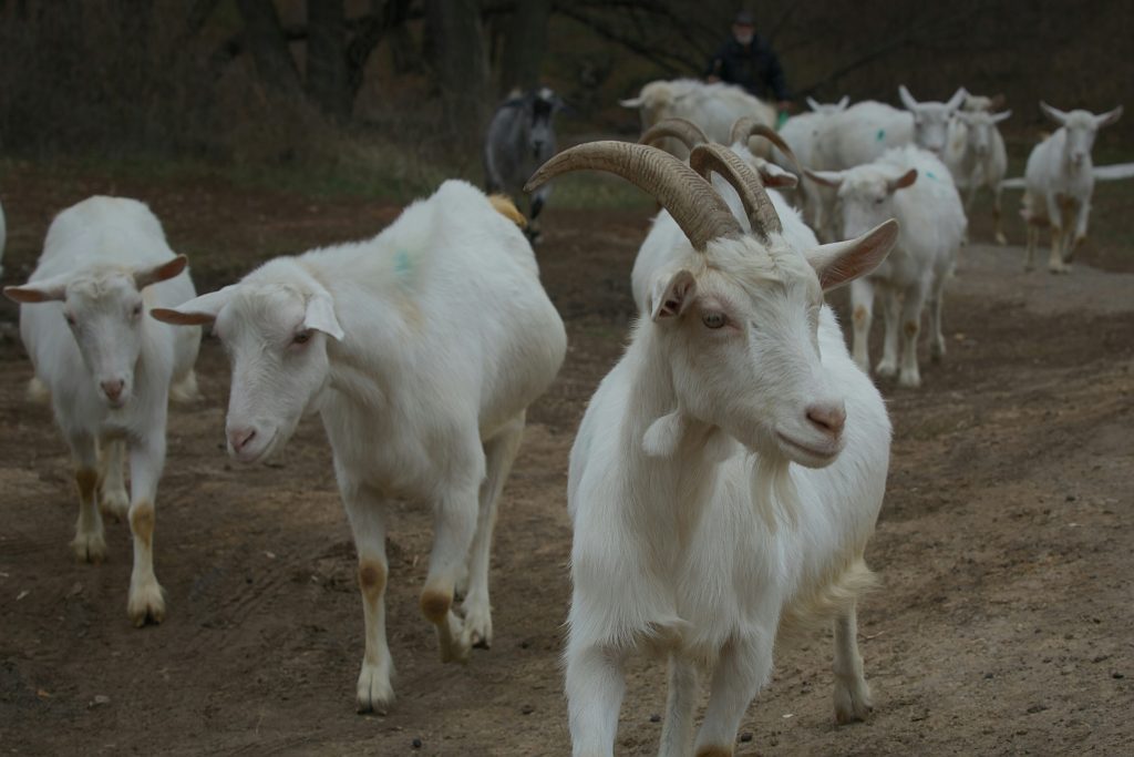 Herd of Goats